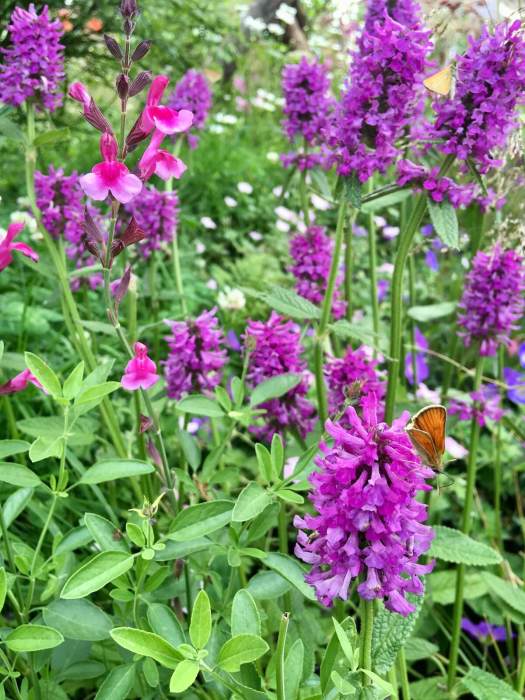 Stachys, Salvia and skipper