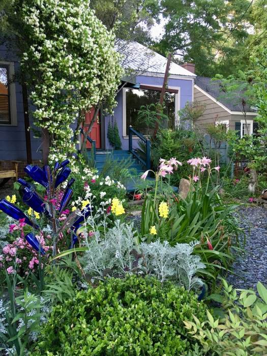 Trachelospermum jasminoides yellow form in a Mississippi garden