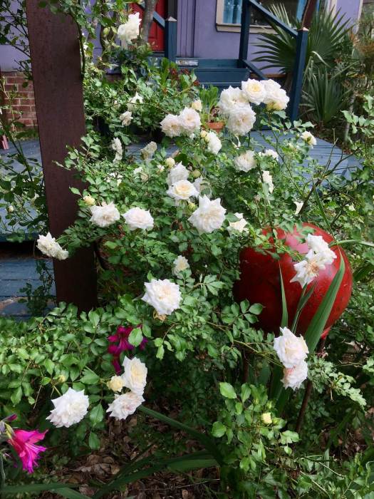 Rose with small, fully double creamy-white flowers