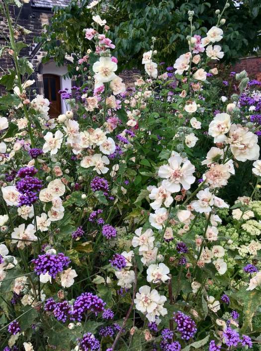 x Alcalthaea suffrutescens hybrids with verbena bonariensis