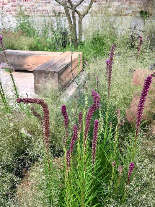 Seeking Resilience Garden: billowy Deschampsia with Liatris