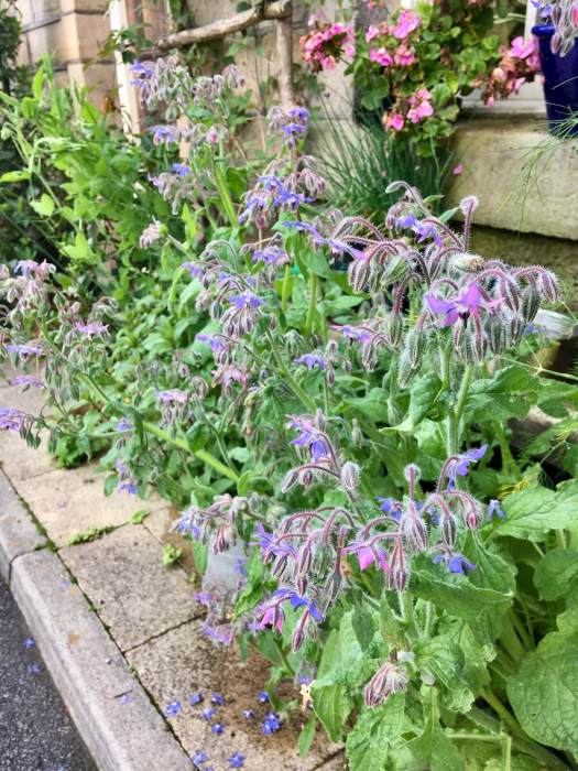 Borage in a pavement garden