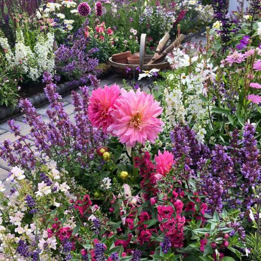 Romantic planting in Bridgemere's Miniature Cottage Garden, RHS Tatton