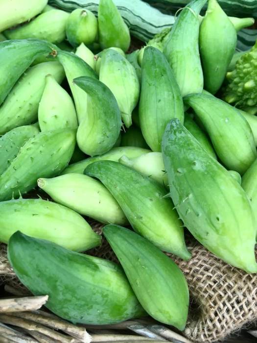 Caigua (Cyclanthera pedata)