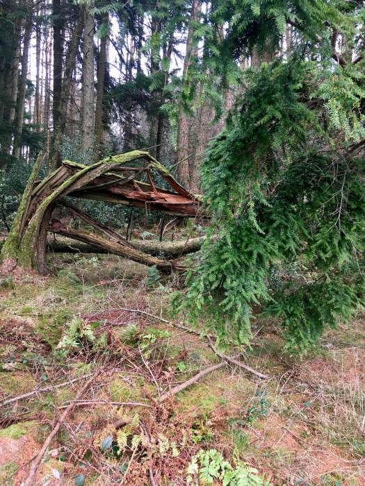 Tree that snapped and twisted as it fell