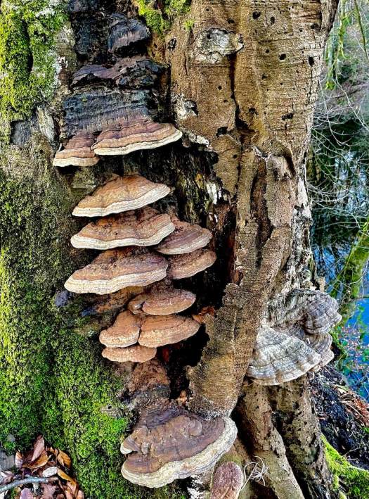 Fungi on the trunk of a tree