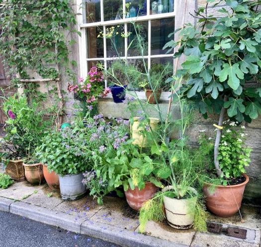 Narrow pavement garden with fig tree and potted plants, Hebden Bridge