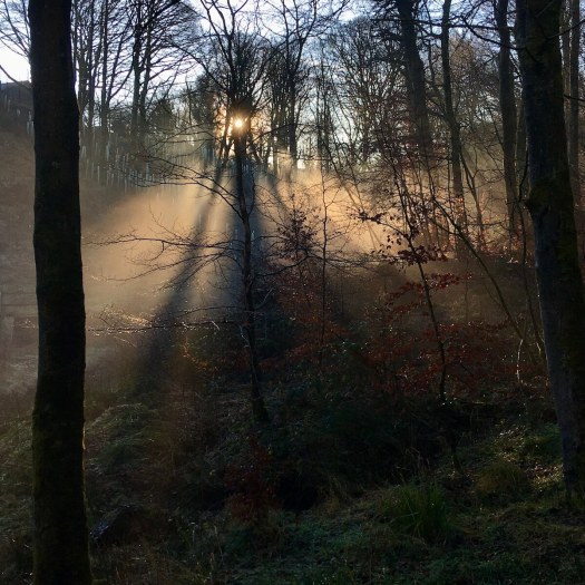 The setting sun illuminates winter woodland