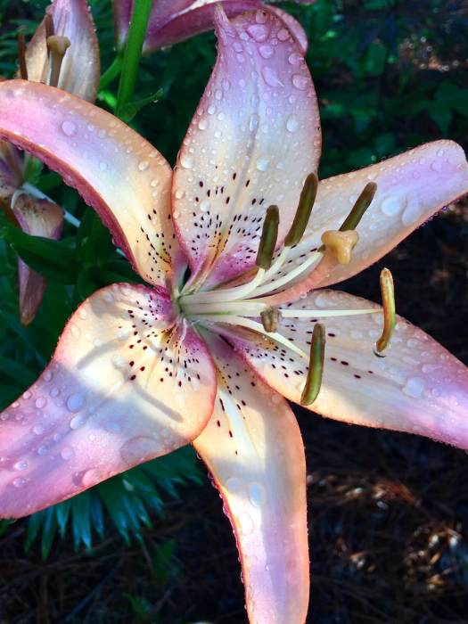 Lily with pink and apricot tints and dark speckles on a creamy background