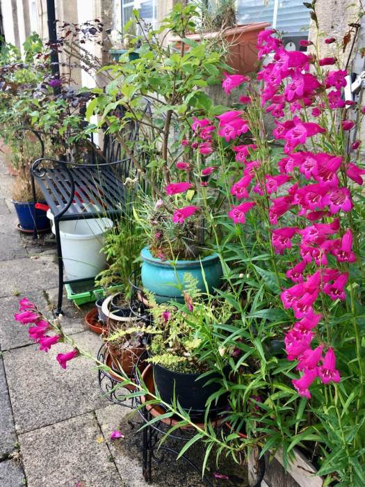 Penstemon in a container garden