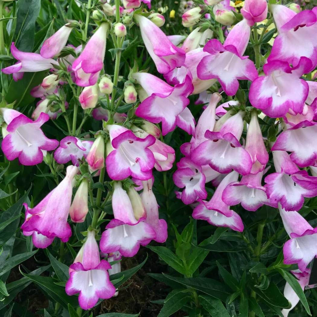 On Display: Four Trends From The RHS Tatton Park Flower Show – Susan ...