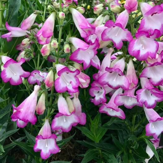 Penstemon 'Pensham Laura'