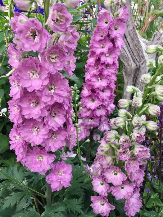 Pink Delphinium 'Delgenius Chantay'