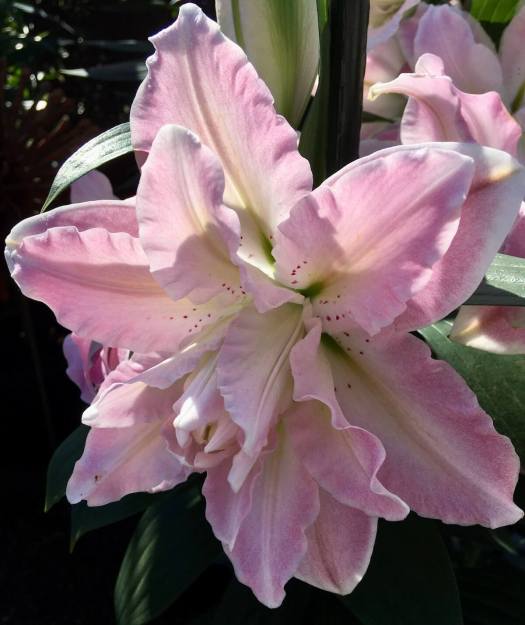 Pink trend: Lilium 'Sabor'