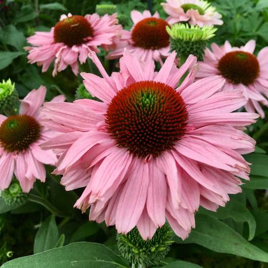 Rose pink echinacea