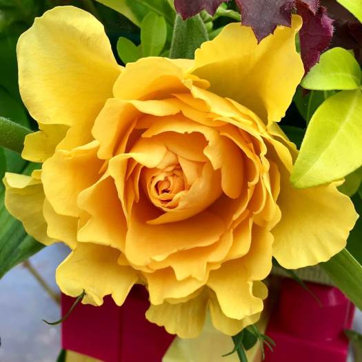 Ruffled yellow rose