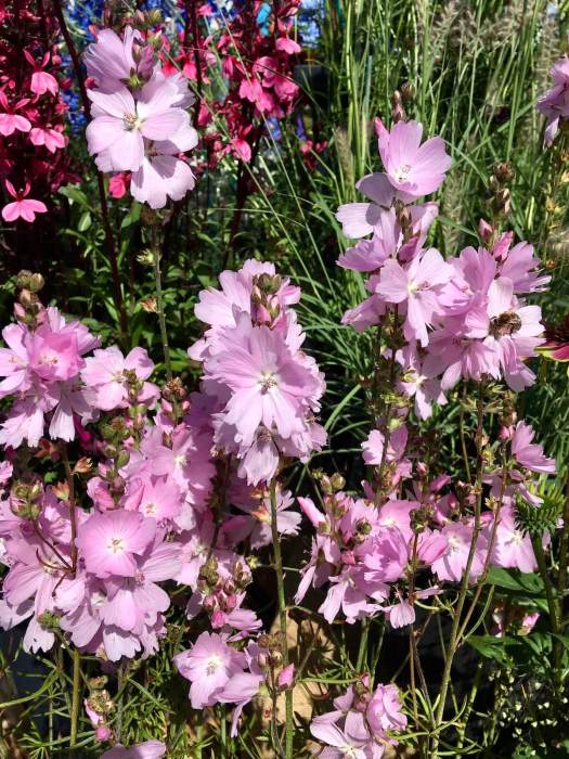 Sidalcea and Lobelia