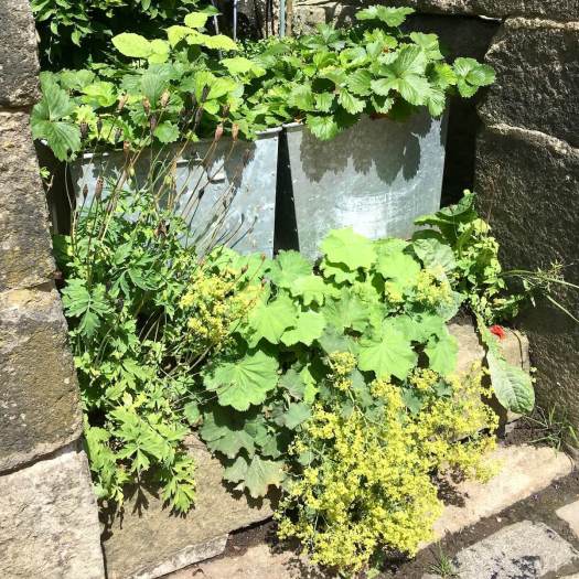 Pocket garden with strawberries, alchemilla and poppies