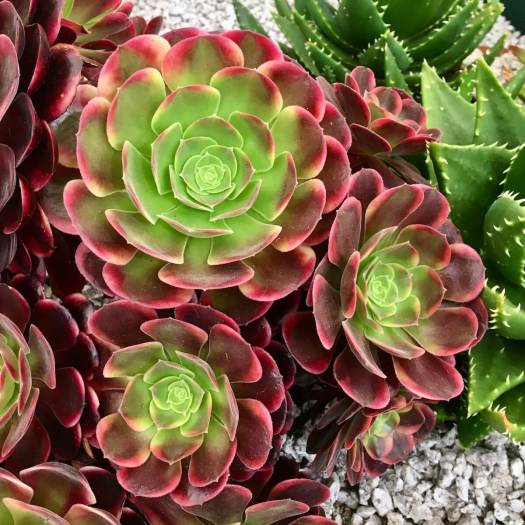 Aeonium 'Superbang' - variegated greed and red succulent