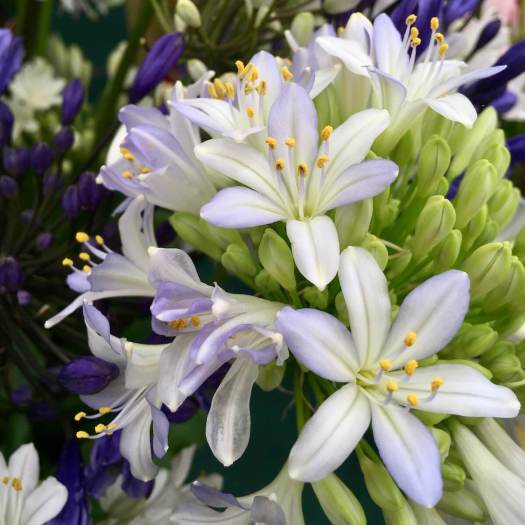 Agapanthus