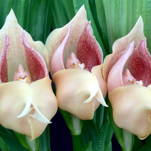 Anguloa 'Isabelle' close up of flowers