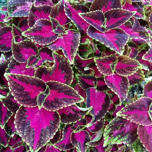 Coleus with piny-burgundy leaves edged in green