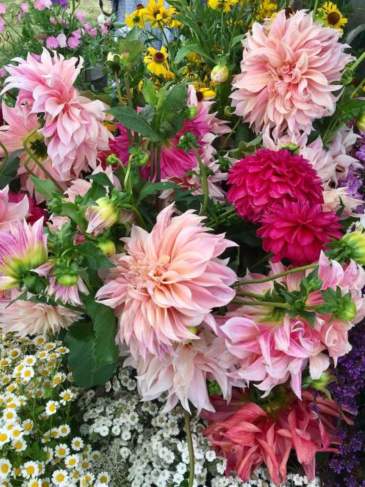 Dinnerplate dahlias with other flowers