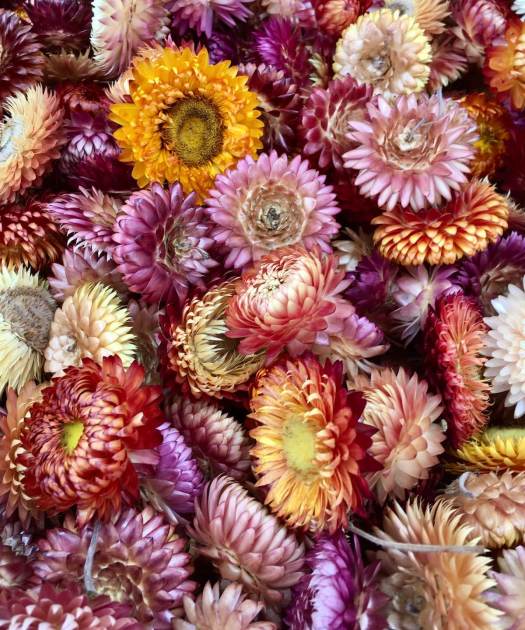 Everlasting flowers: dried flower heads of Helichrysum bracteatum