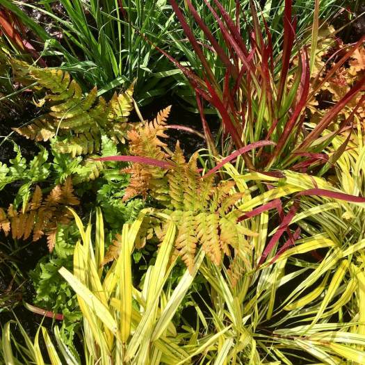 Fern with contrasting colours of ornamental grasses