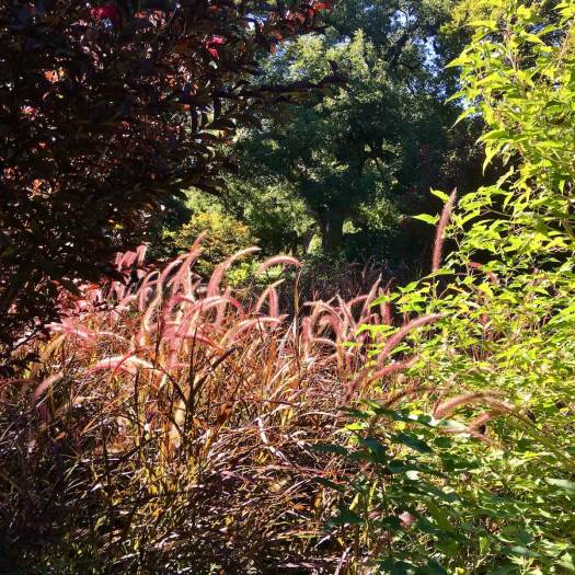 Fort Worth Botanic Garden: leaves and ornamental grasses backlit