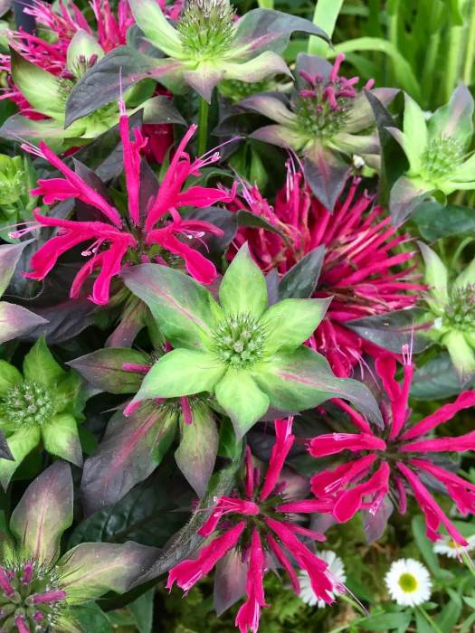 Monarda 'Berry Taffy' buds and flowers
