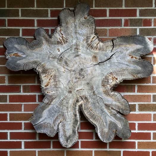 Rustic slice of tree trunk with uneven outline used as wall art