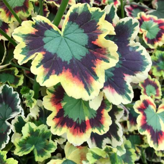 Pelargonium 'Contrast' has fancy patterned green, red and purple leaved, edged with cream