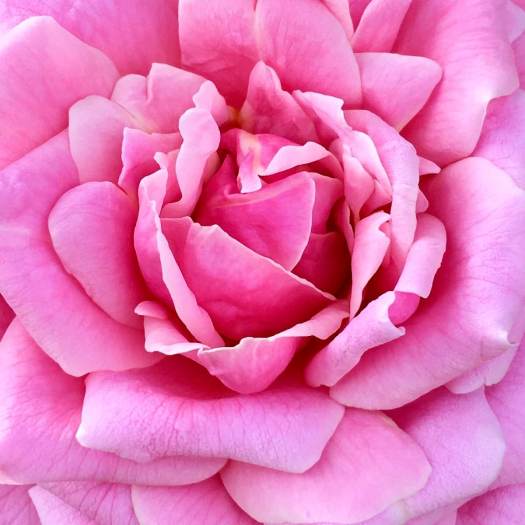 Close up of Rosa 'Belinda's Dream'