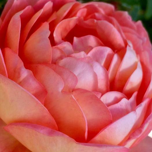 Close up of Rosa 'Lady of Shalott'