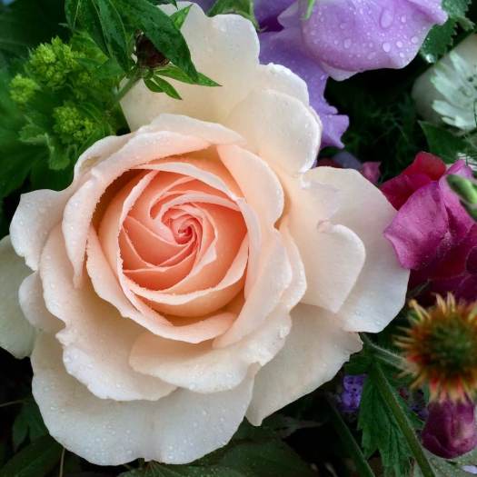 Rose in a flower bouquet