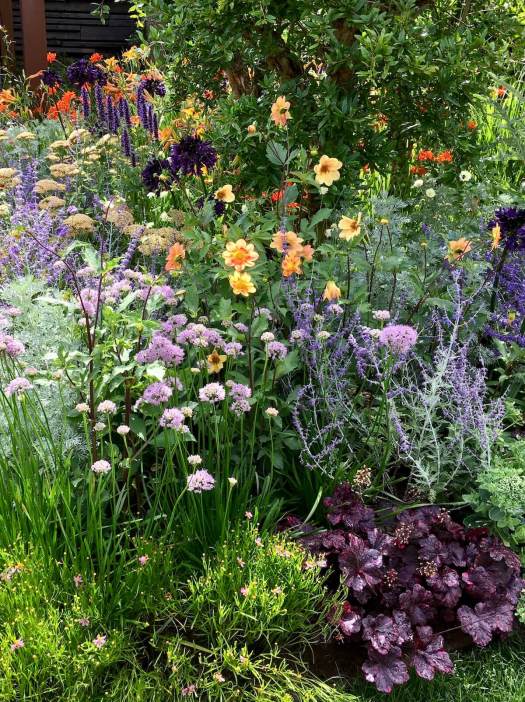Collarette Dahlia, Allium ‘Millennium’, Heuchera ‘Obsidian’, Salvia yangii