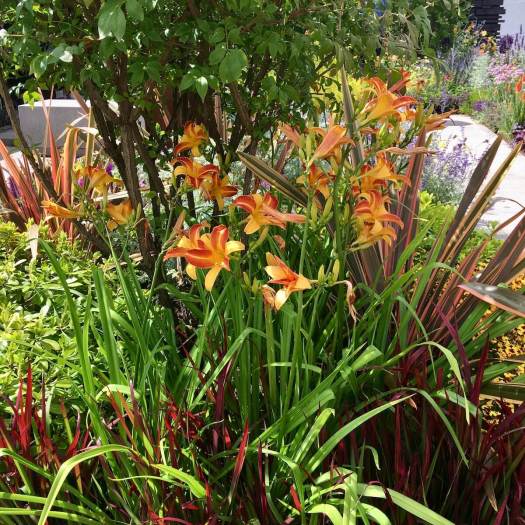 Hemerocallis 'Frans Hal'