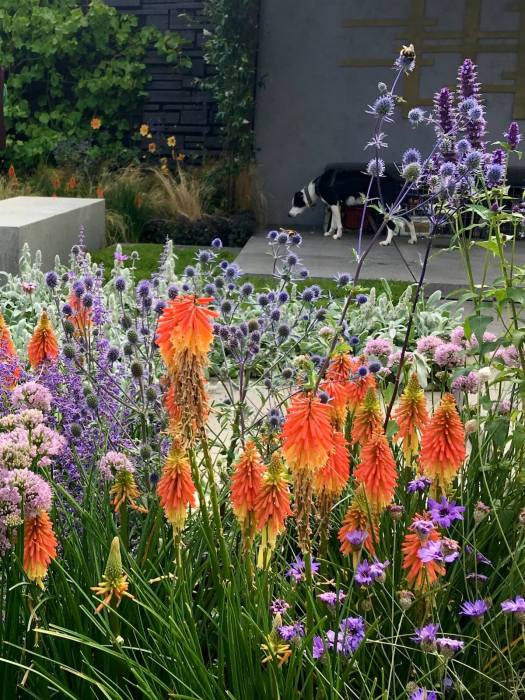 Kniphofia 'Alcazar' with pink, purple and blue companion plants