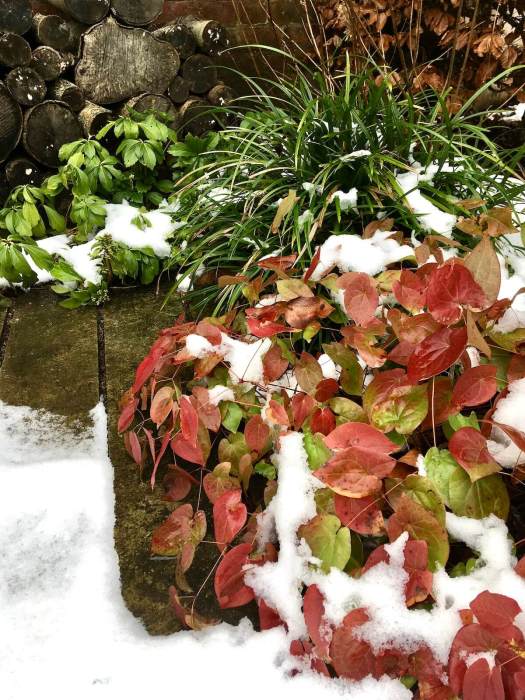 Red heart-shaped foliage of epimedium in winter