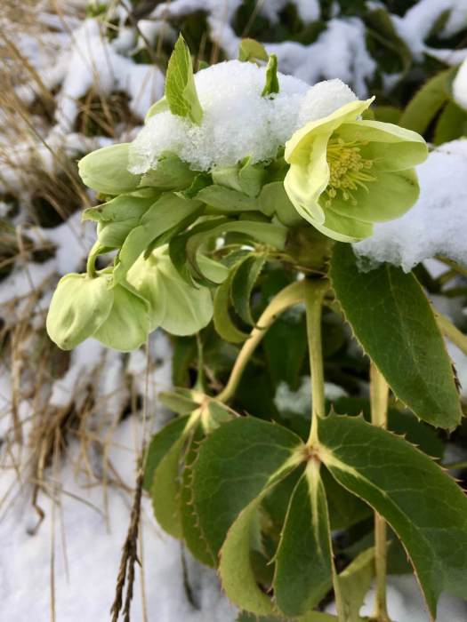 Helleborus argutifolius