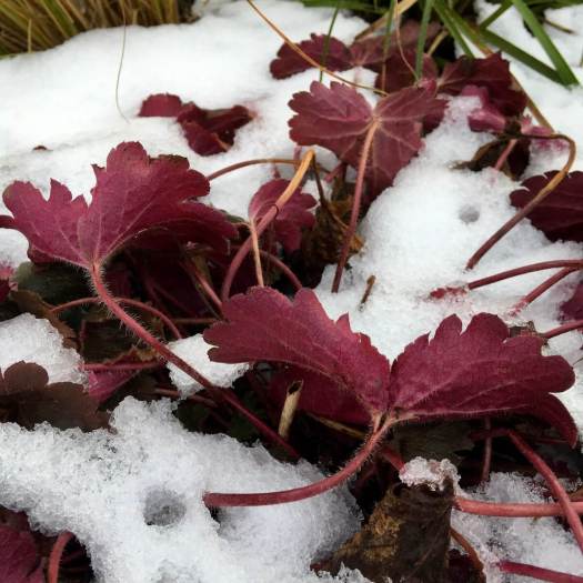 Heuchera in snow
