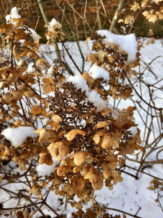 Hydrangea seed heads in winter