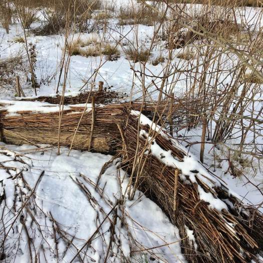 Low dead-hedge made from cut back plant foliage