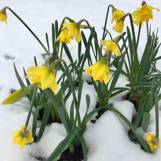 Narcissus 'Rijnveld's Early Sensation' flowering in mid-January