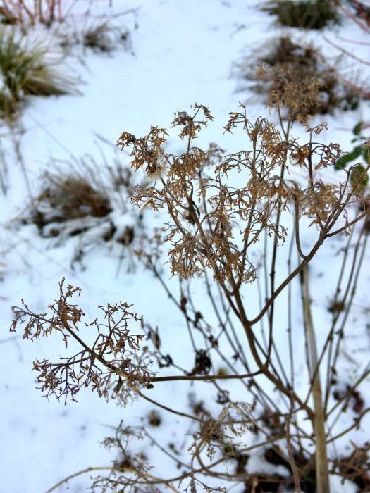 Plant skeleton with feathery seed heads in winter