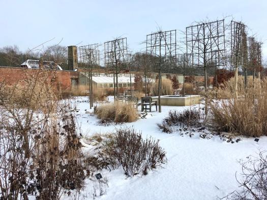Pleached Parrotia persica (Persian ironwood trees) in the Paradise Garden in winter