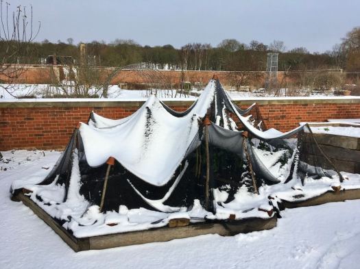 Protecting RHS Salford's community garden in winter