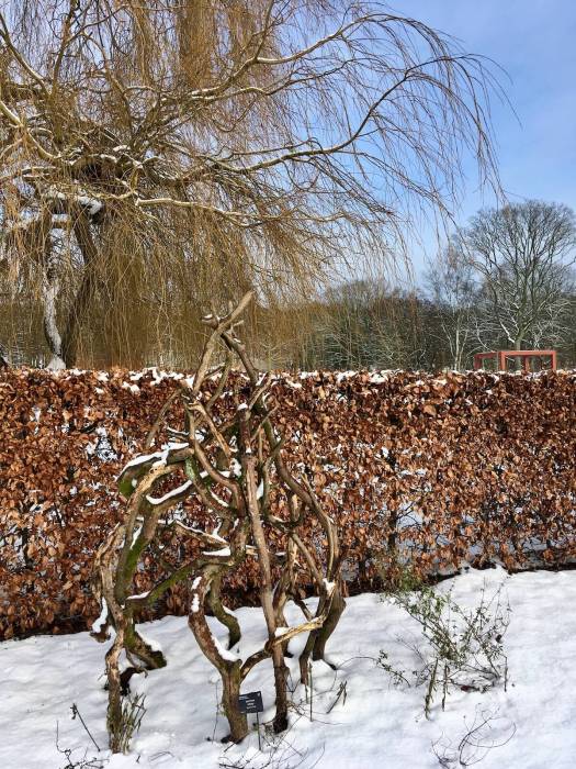 Rustic plant support, beech hedge and willow