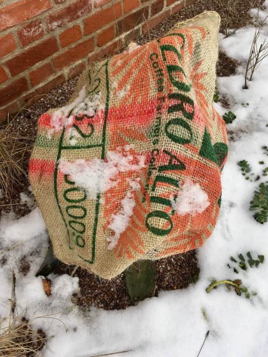 Sack protecting agave during a cold spell